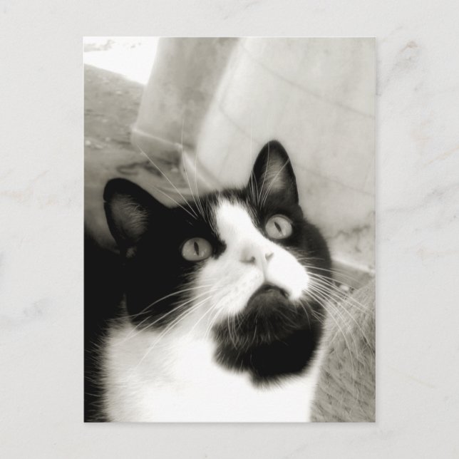 Cartão Postal Amazado (Frente)