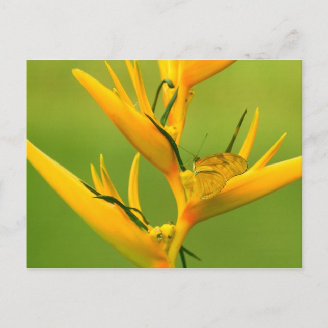 Cartão Postal Amazon Humane Society: Amazon Nature Series (Frente)