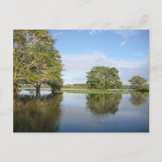 CARTÃO POSTAL AMAZON RAINFOREST. (Frente)