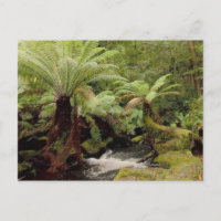 Ambiente de árvores Tasmânia Austrália Fotografia