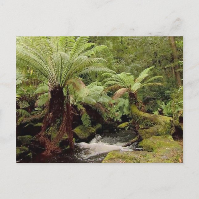 Cartão Postal Ambiente de árvores Tasmânia Austrália Fotografia (Frente)