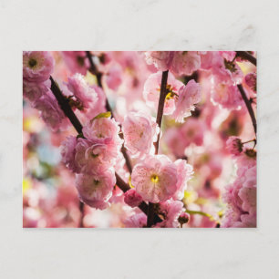 Cartão Postal Ameixa de Flor - Paradize Rosa