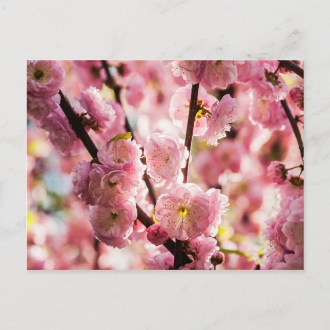 Cartão Postal Ameixa de Flor - Paradize Rosa (Frente)