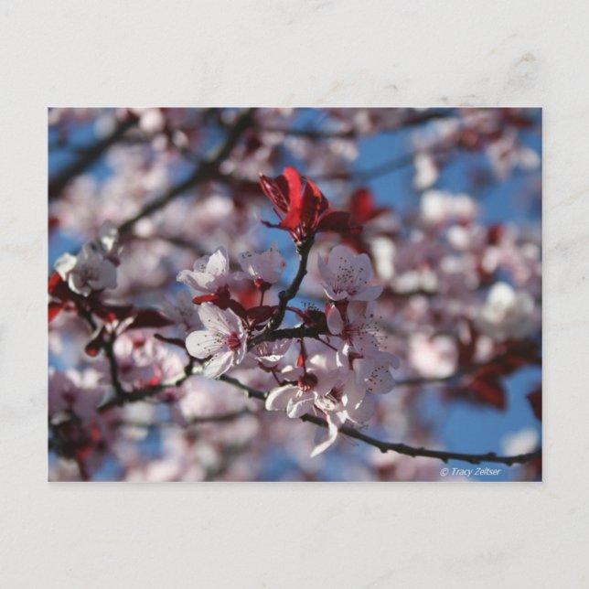 Cartão Postal Ameixa de púrpura (Frente)