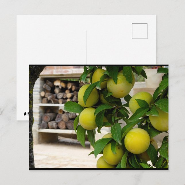 Cartão Postal Ameixas Amarelas Madeira Rústica (Frente/Verso)