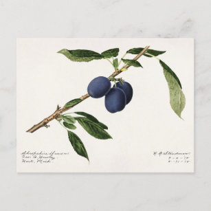 Cartão Postal Ameixas (Prunus Domestica) Fruta Impressão por Aqu