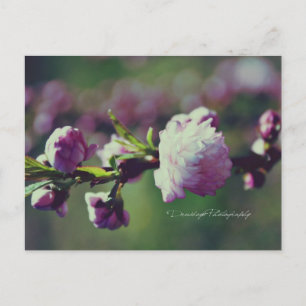 Cartão Postal Amêndoa Flor