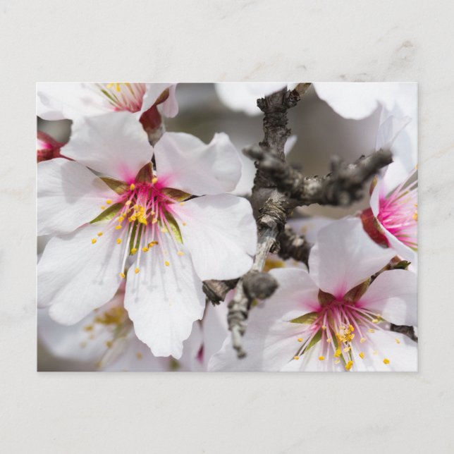 Cartão Postal Amêndoa florescente (Frente)