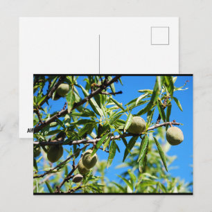 Cartão Postal Amêndoas no Céu Azul