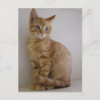 Cartão Postal Amendoim