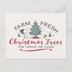 Cartão Postal Amendoins   Árvores de Natal frescas Fazendas