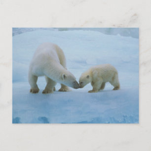 Cartão Postal América do Norte, Ártico Canadense. Urso polar