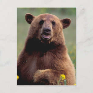 Cartão Postal América do Norte, Califórnia, urso preto canela