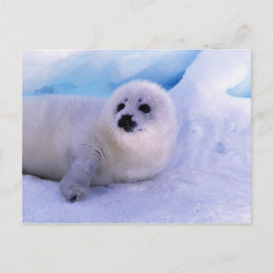 Cartão Postal América do Norte, Canadá, Golfo de São Lourenço