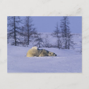 Cartão Postal América do Norte, Canadá, Manitoba, Churchill