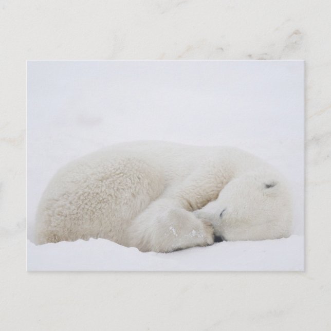 Cartão Postal América do Norte, Canadá, Manitoba, Churchill. 3 (Frente)