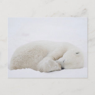 Cartão Postal América do Norte, Canadá, Manitoba, Churchill. 3