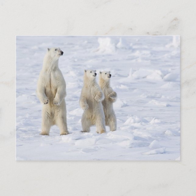 Cartão Postal América do Norte, Canadá, Manitoba, Churchill. 5 (Frente)