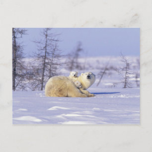 Cartão Postal América do Norte, Canadá, Manitoba, Churchill. 9