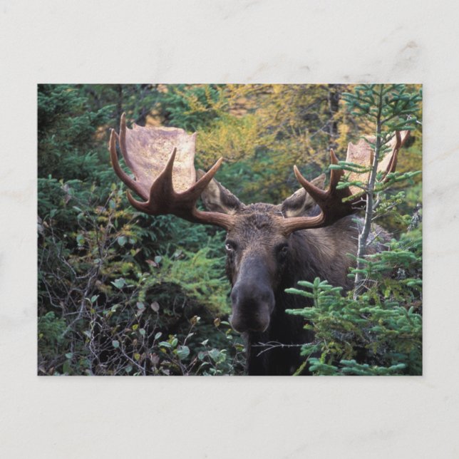 Cartão Postal América do Norte, Canadá, Nova Escócia, Cabo Bretã (Frente)