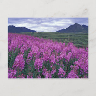 Cartão Postal América do Norte, Canadá, Yukon. Fireweed floresce