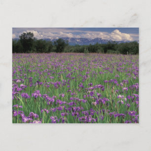 Cartão Postal América do Norte, EUA, Alasca, Anchorage, Eklutna