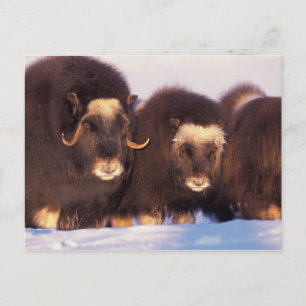 Cartão Postal América do Norte, EUA, Alasca, Círculo Polar Ártic
