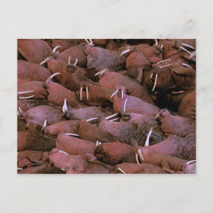 Cartão Postal América do Norte, EUA, Alasca, Yukon Delta Naciona