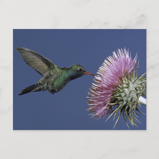 Cartão Postal América do Norte, EUA, Arizona. Bloco largo (Frente)