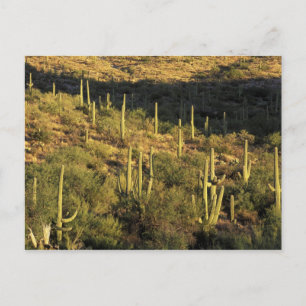 Cartão Postal América do Norte, EUA, Arizona, Deserto de Sonora