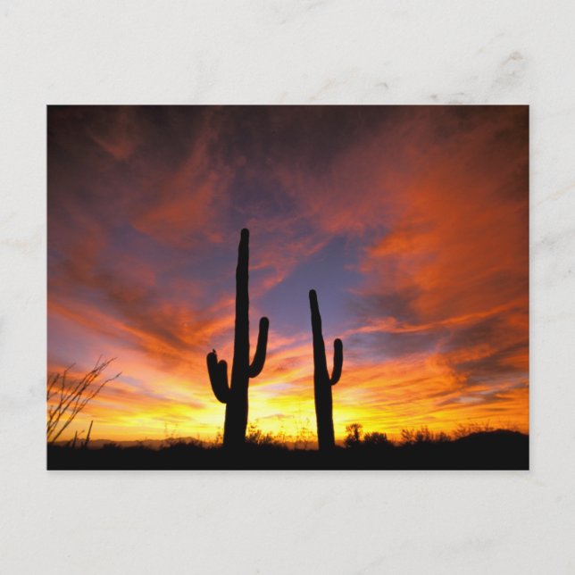 Cartão Postal América do Norte, EUA, Arizona, Deserto de Sonoran (Frente)