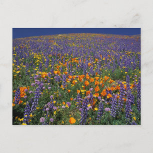 Cartão Postal América do Norte, EUA, Califórnia, Los Angeles 2