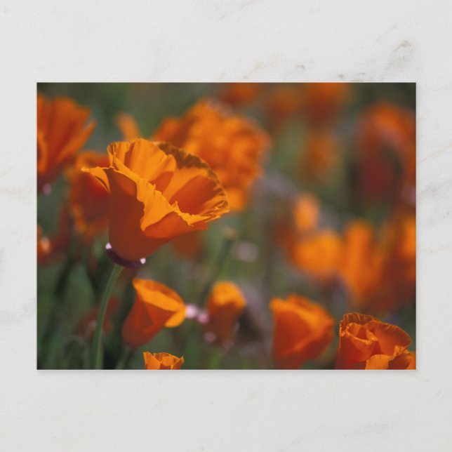 Cartão Postal América do Norte, EUA, Califórnia, Vale Antelope, (Frente)