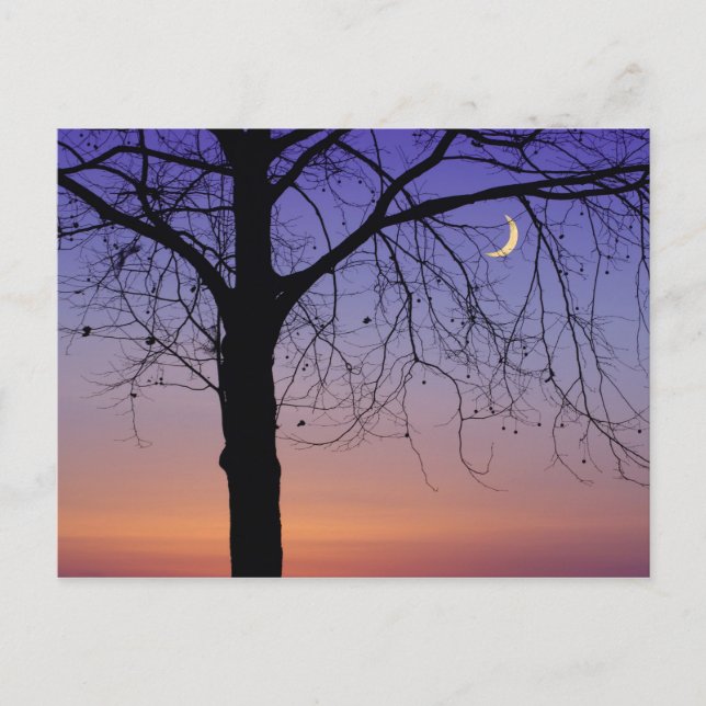 Cartão Postal América do Norte, EUA, Flórida, Monte Dora, (Frente)