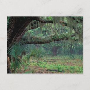 Cartão Postal América do Norte, EUA, Geórgia, Cumberland