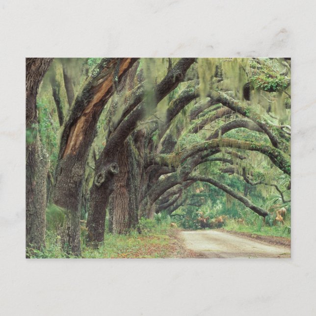 Cartão Postal América do Norte, EUA, Geórgia, Cumberland 2 (Frente)