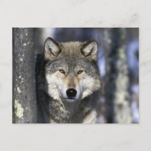 Cartão Postal América do Norte, EUA, Minnesota. Lobo Canis