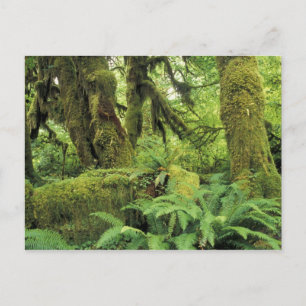 Cartão Postal América do Norte, EUA, Washington, Olimpiadas 3