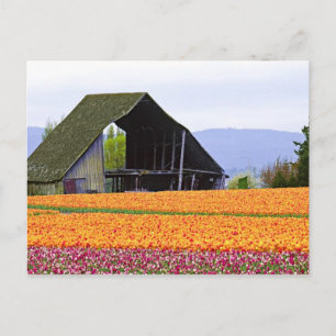 Cartão Postal América do Norte, EUA, Washington, Vale de Skagit.