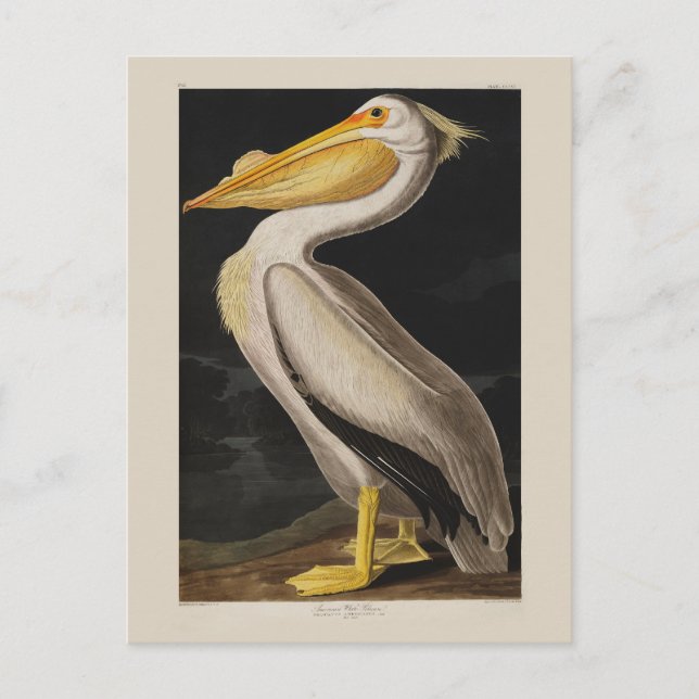Cartão Postal América do Pássaro Pelicano Branco da Audubon (Frente)