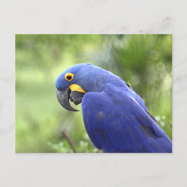 Cartão Postal América do Sul, Brasil, Pantanal (Frente)