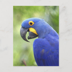 Cartão Postal América do Sul, Brasil, Pantanal