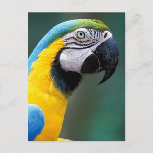 Cartão Postal América do Sul, Brasil, Parque Nacional Iguacu, (Frente)