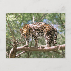 Cartão Postal América do Sul, Equador, Amazônia. Ocelot