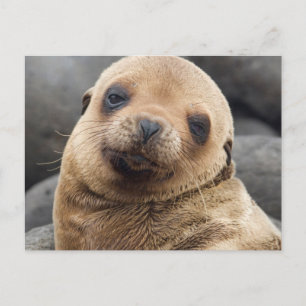 Cartão Postal América do Sul, Equador, Ilhas Galápagos