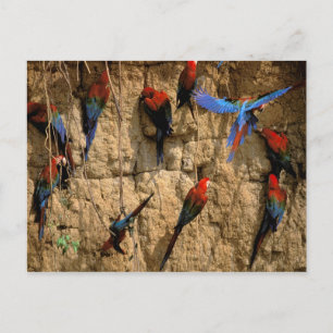 Cartão Postal América do Sul, Peru, Manu National Park