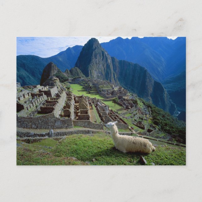 Cartão Postal Ámérica do Sul, Peru. Um lama descansa em um monte (Frente)