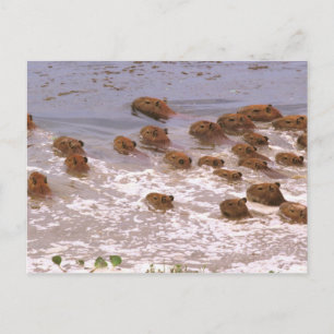 Cartão Postal América do Sul, Venezuela, região Lano.