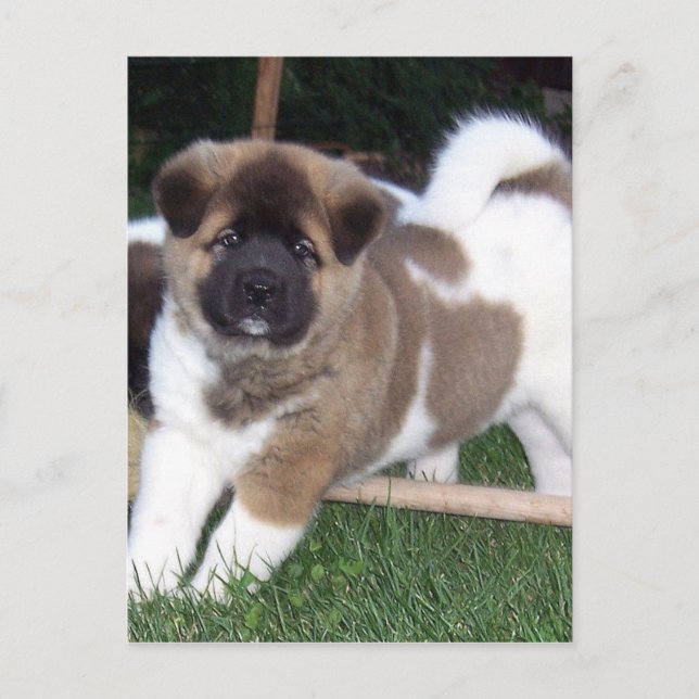 Cartão Postal American Akita Puppy Dog (Frente)