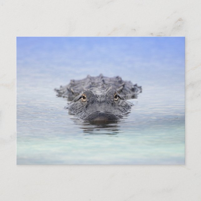 Cartão Postal American Alligator – Lake Apopka Wildlife Drive (Frente)